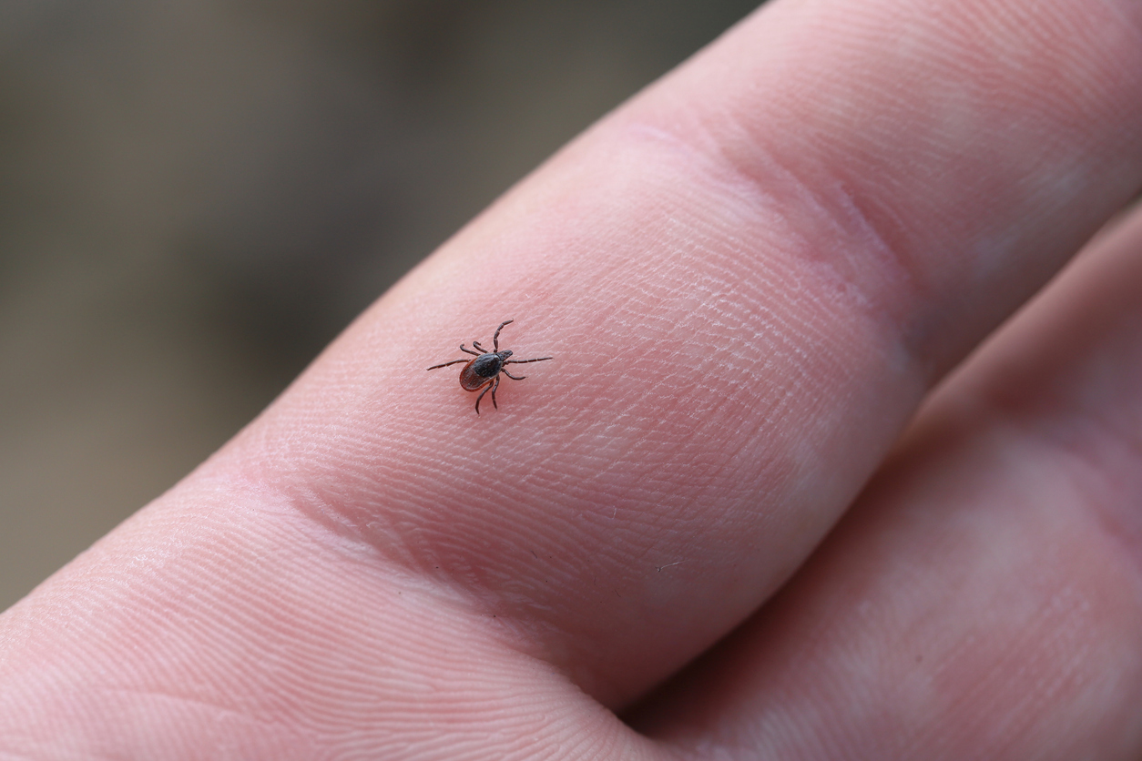 black legged tick